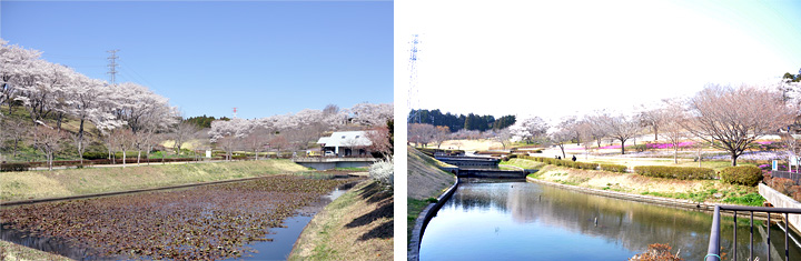 静峰ふるさと公園と桜の写真