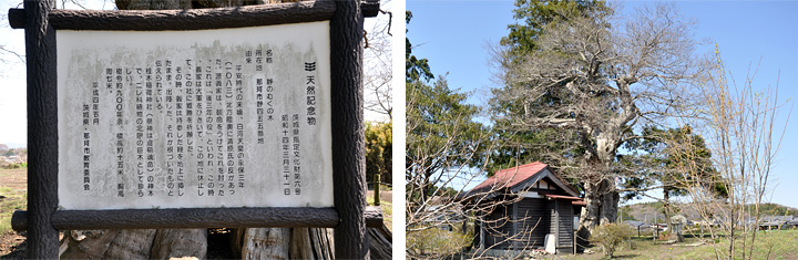 那珂市静のムクノ木 那珂市静のムクノ木