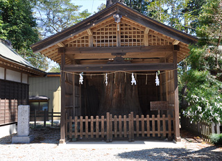 建屋に守られている千度杉