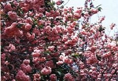 八重桜まつりの画像です。 八重桜まつり